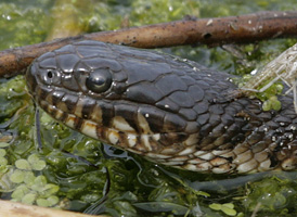 Common Water Snake